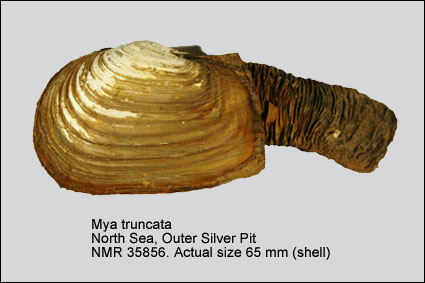 Mya truncata.jpg - Mya truncataLinnaeus,1758